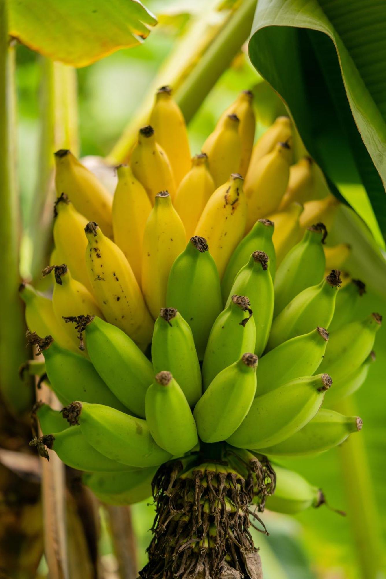 Jungle Haven Ocean Front Eco Villa On Fruit Farm Pahoa Esterno foto