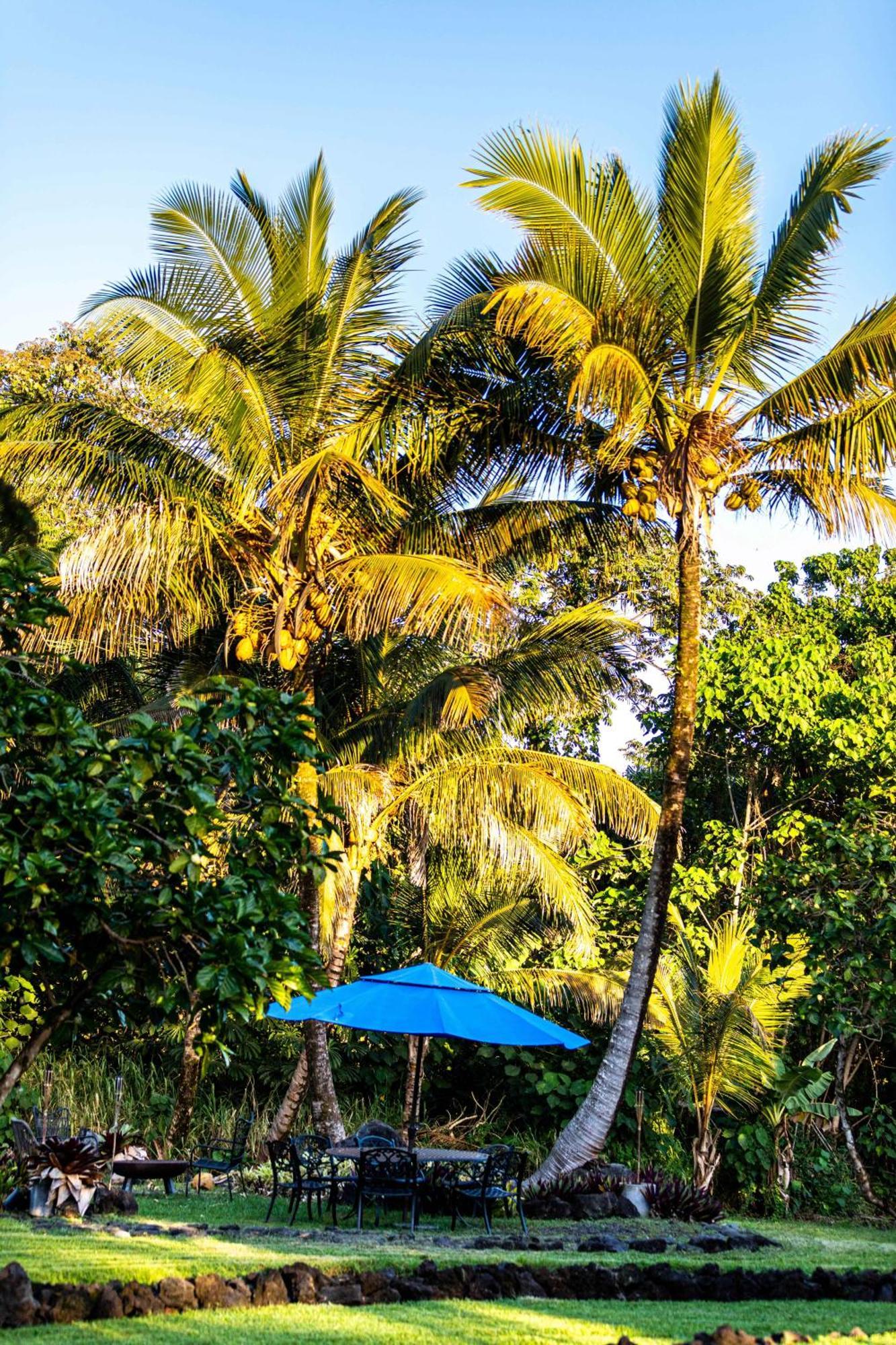 Jungle Haven Ocean Front Eco Villa On Fruit Farm Pahoa Esterno foto